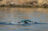 Aquachallenge Heybeliada etap on newspaper