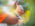 Efes Ultra Trail Marathon 2025